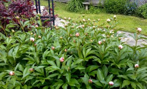 Earlier this week: The anticipation and promise from this multitude of buds on an ancient peony.