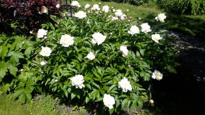 Days later: Ahh, the sweet scented air so fragrant as these blooms explode to life!