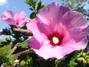 Our Rose of Sharon shrubs are particularly beautiful this year. The name belies the fact that the flower is from the hibiscus family -- although some people do refer to it as a Chinese hibiscus.