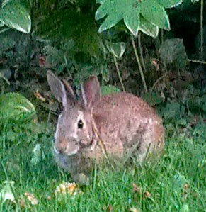 Garden Bunny enjoys a quiet moment under the Solomon's Seal.